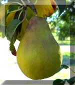 flemish beauty pear